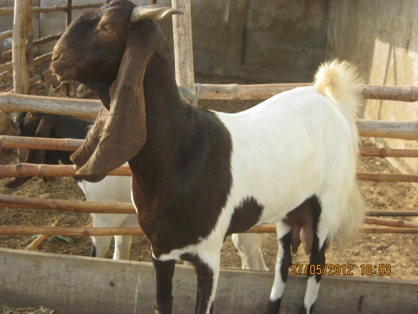 abdullah goat farms  karachi  pakistan